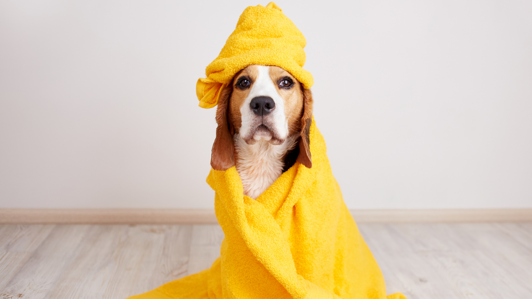 Beagle sitzt nach dem Baden im gelben MVM Hundebademantel – saubere Fellpflege mit stilvollem Handtuch für Zuhause