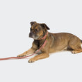Bild in Galerie-Betrachter laden, Cloud7 Hundehalsband Tiergarten Peach – hochwertiges Lederhalsband für Hunde