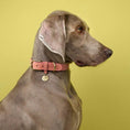 Bild in Galerie-Betrachter laden, Cloud7 Hundehalsband Nubukleder Peach – getragen von mittelgroßem Hund