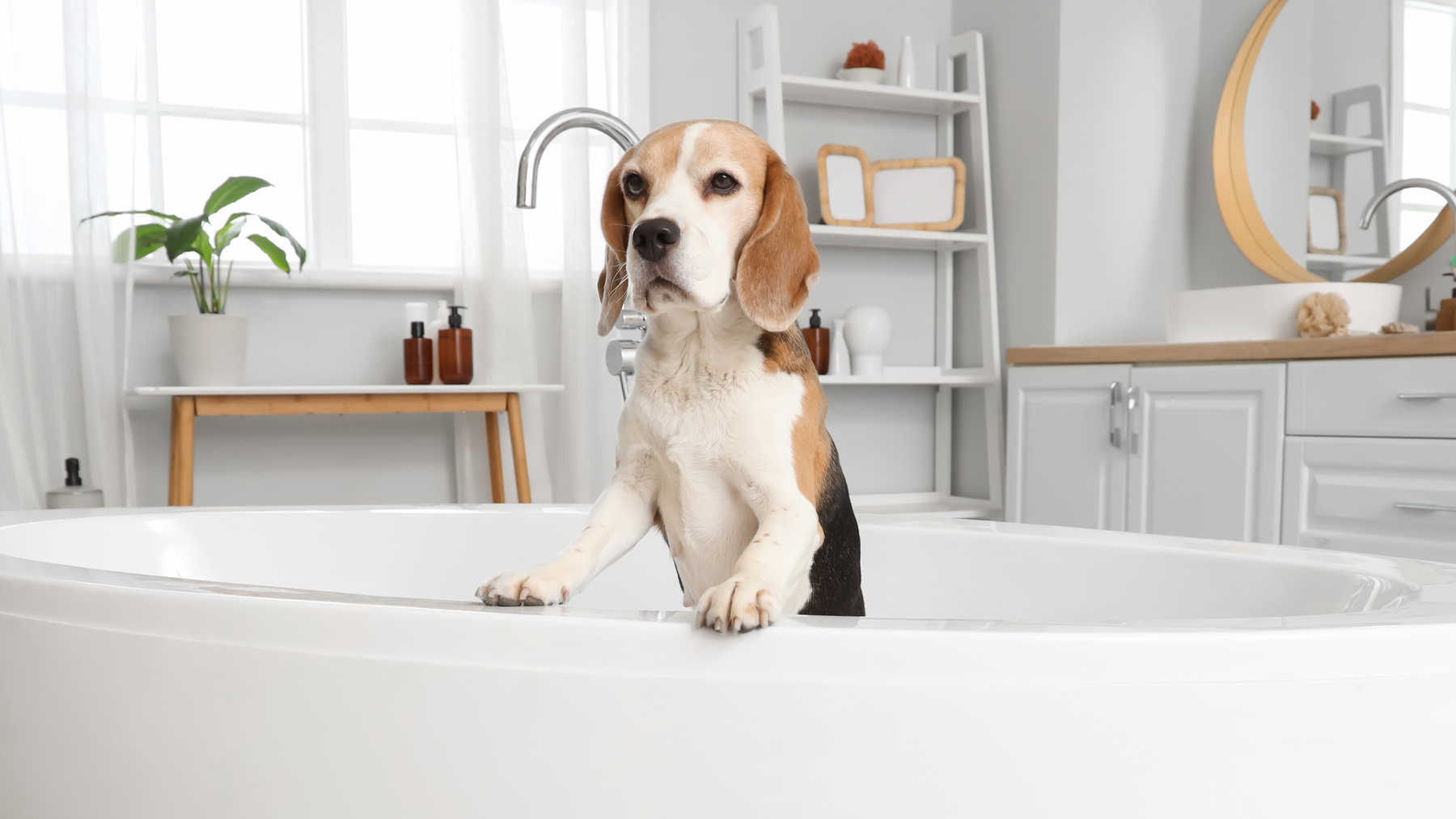 Beagle sitzt im Badezimmer vor dem Baden – Vorher-Bild für MVM Pflegeprodukte oder Hundebademantel
