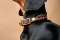 Bild in Galerie-Betrachter laden, Hund trägt Fettleder Hundehalsband Saddle Brown – weiches Leder, eleganter Look
