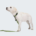 Bild in Galerie-Betrachter laden, Verstellbare Umhängeleine für Hunde an einem weißen Labrador mit grünem Leine, ideal für Flexibilität und Komfort.