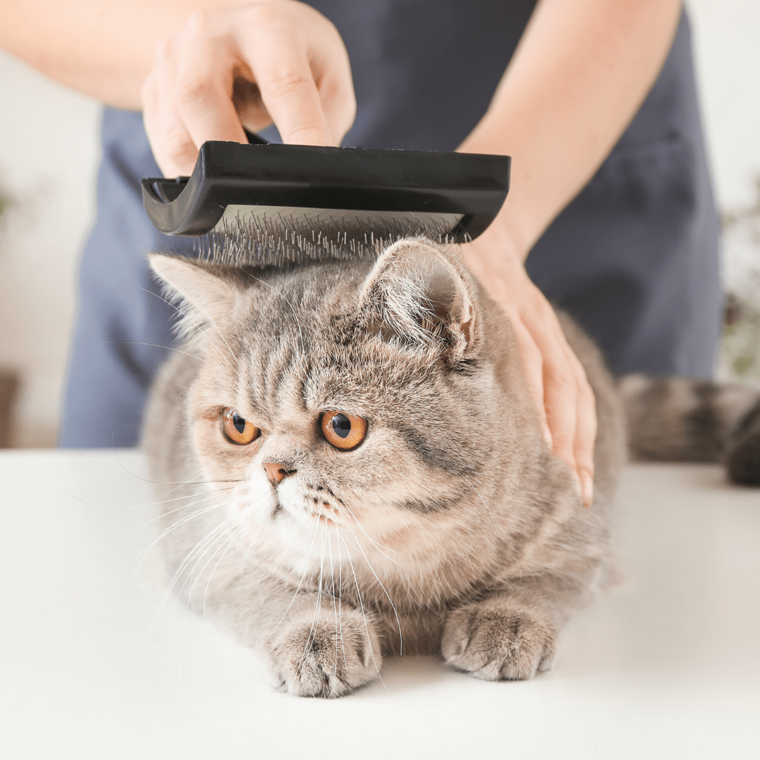 Das richtige Pflegezubehör für Katzen - MVM