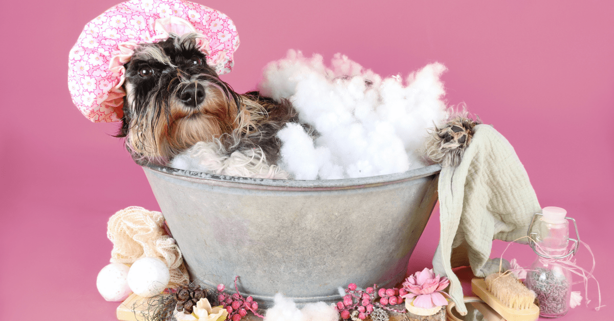 Hunde richtig pflegen – Der umfassende Ratgeber - MVM