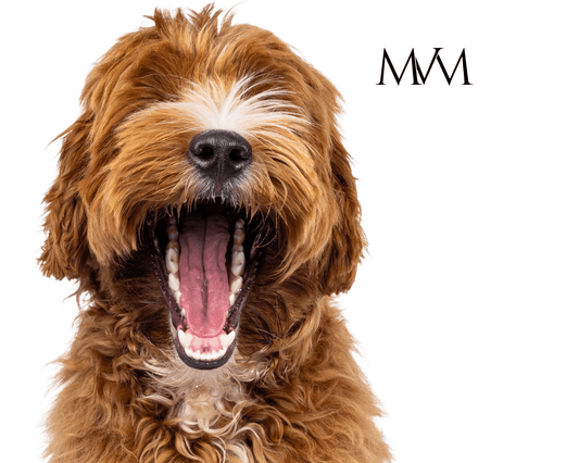 Warum bellen Hunde? Ursachen, Bedeutungen & Tipps - MVM