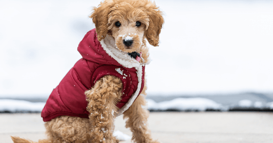 Warum brauchen Hunde einen Pullover oder Mantel? - MVM