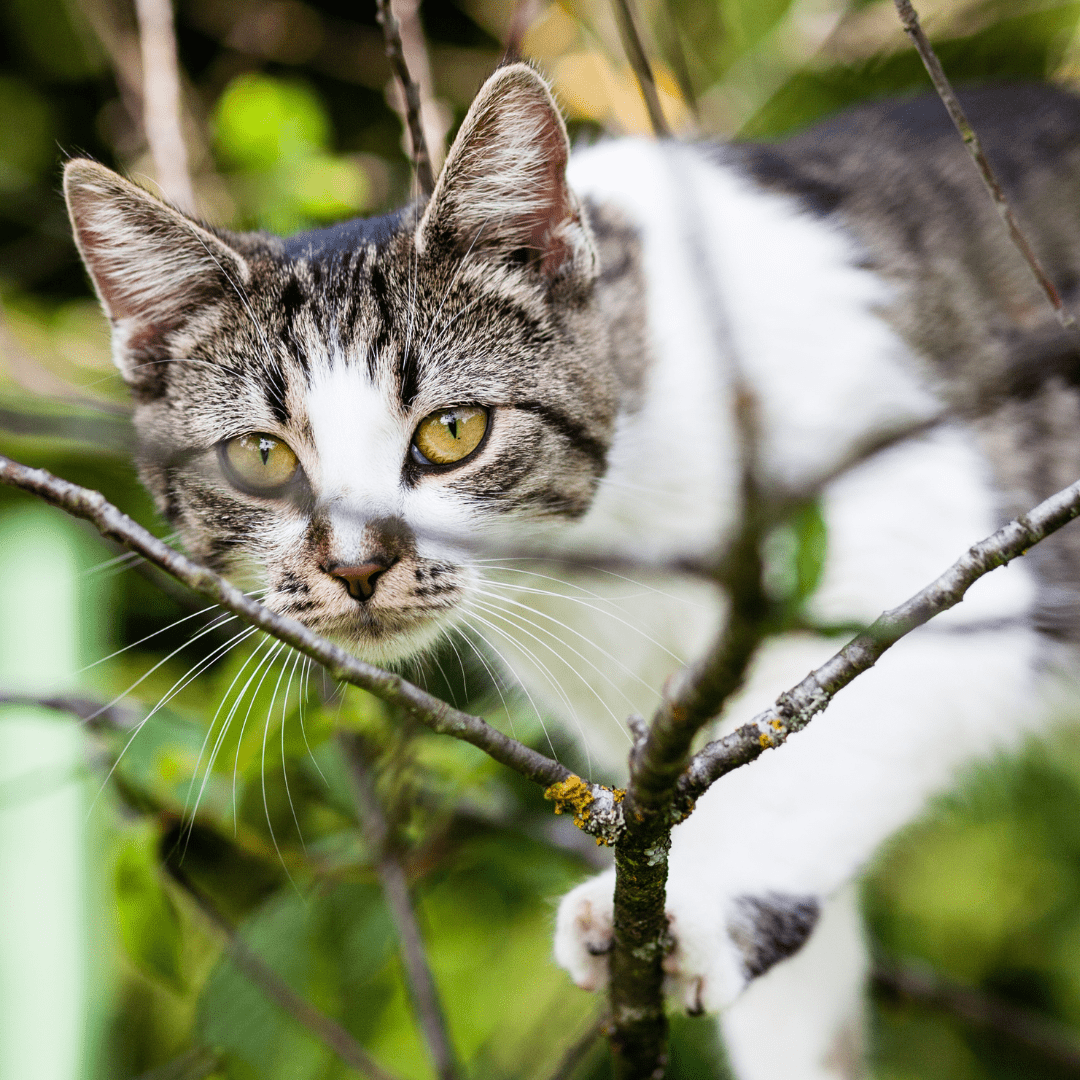 Warum deine Katze eine geborene Jägerin ist? - MVM