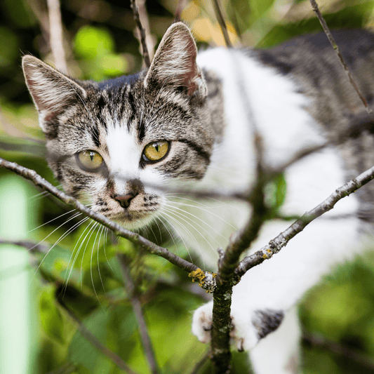 Warum deine Katze eine geborene Jägerin ist? - MVM