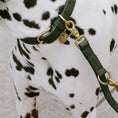 Bild in Galerie-Betrachter laden, Detailansicht der Leder Hundeleine von Cloud7, handgefertigt aus Nubukleder in Moosgrün, an einem Dalmatiner.
