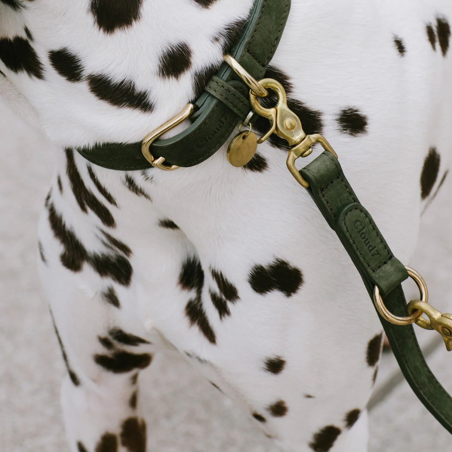 Detailansicht der Leder Hundeleine von Cloud7, handgefertigt aus Nubukleder in Moosgrün, an einem Dalmatiner.