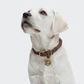 Bild in Galerie-Betrachter laden, Hundehalsband Ravello Hazel I Cloud 7
