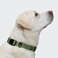 Bild in Galerie-Betrachter laden, Hundehalsband Nylon RESC7UE Green I Cloud 7
