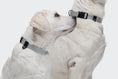 Bild in Galerie-Betrachter laden, Hundehalsband Nylon RESC7UE Silver I Cloud 7
