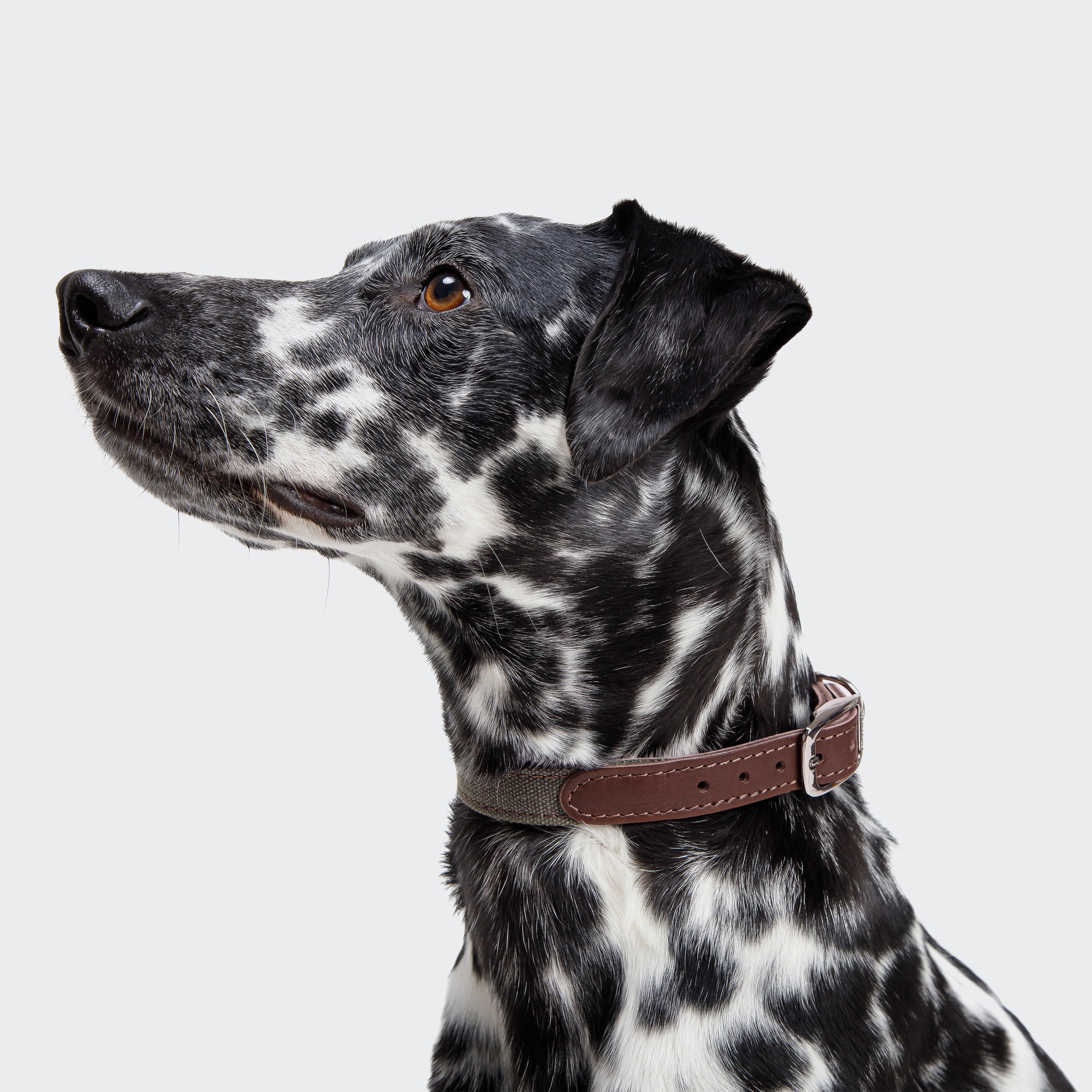 Hundehalsband Tivoli Canvas & Leder Olive I Cloud 7
