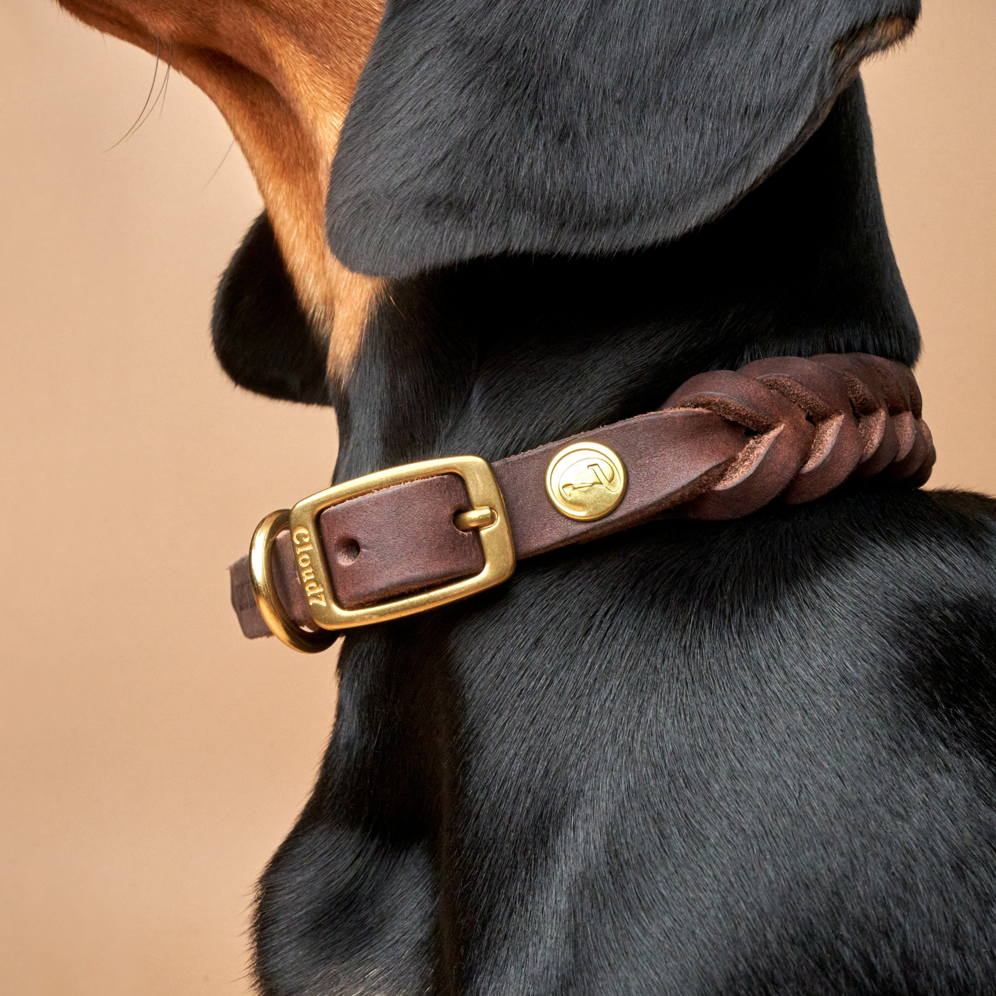Hundehalsband Central Park Braun Gold I Cloud 7