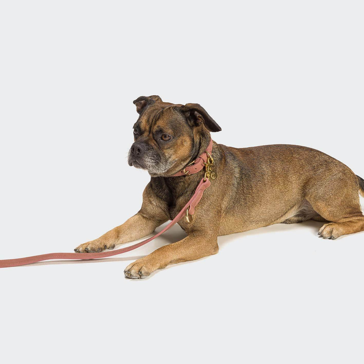 Cloud7 Hundehalsband Tiergarten Peach – hochwertiges Lederhalsband für Hunde