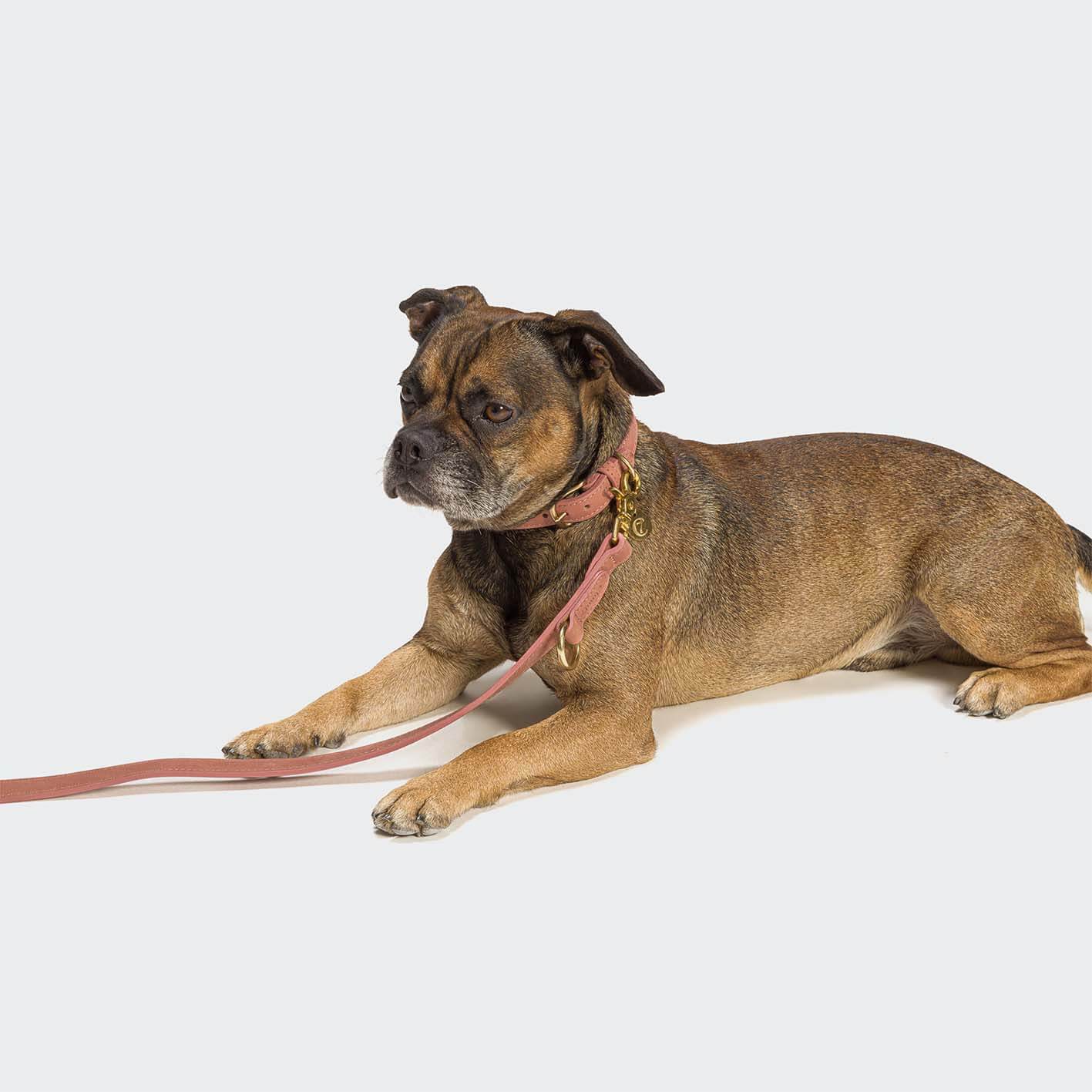 Cloud7 Hundehalsband Tiergarten Peach – hochwertiges Lederhalsband für Hunde