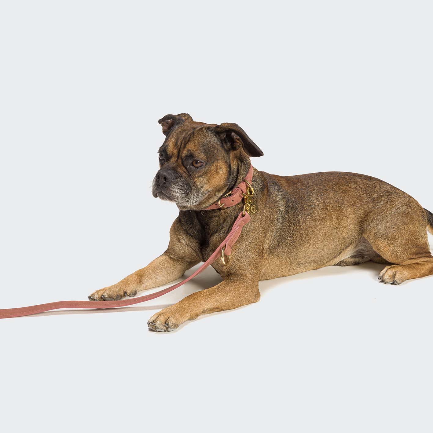 Cloud7 Hundehalsband Tiergarten Peach – Hundehalsband – MVM
