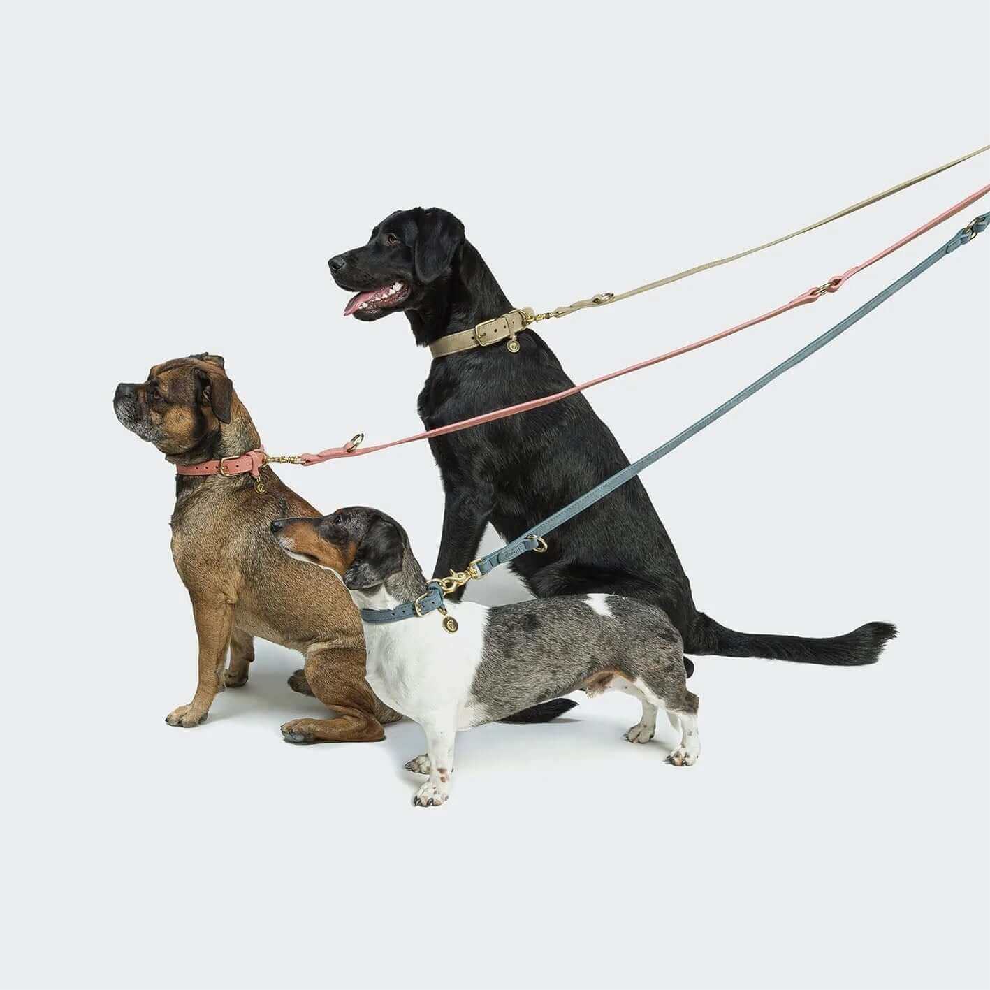 Cloud7 Hundehalsband Nubukleder Tiergarten Dove – getragen von Hund, Größe M und L