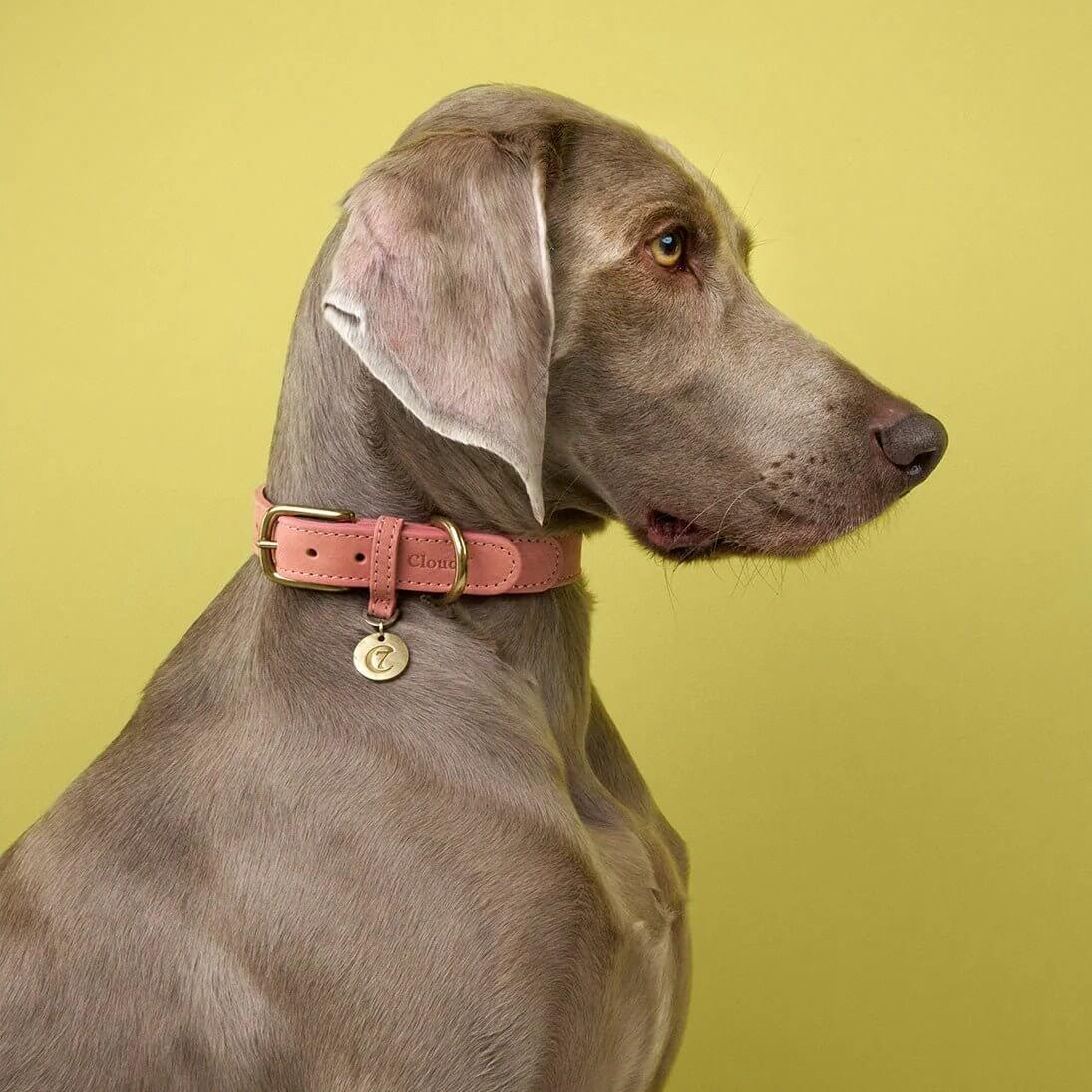 Cloud7 Hundehalsband Nubukleder Peach – getragen von mittelgroßem Hund