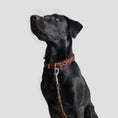 Bild in Galerie-Betrachter laden, Hundehalsband geflochten Leder Braun Silber – handgemacht – Hundehalsband – MVM
