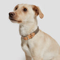 Bild in Galerie-Betrachter laden, Hundehalsband Grau aus Canvas & Leder – Hundehalsband – MVM
