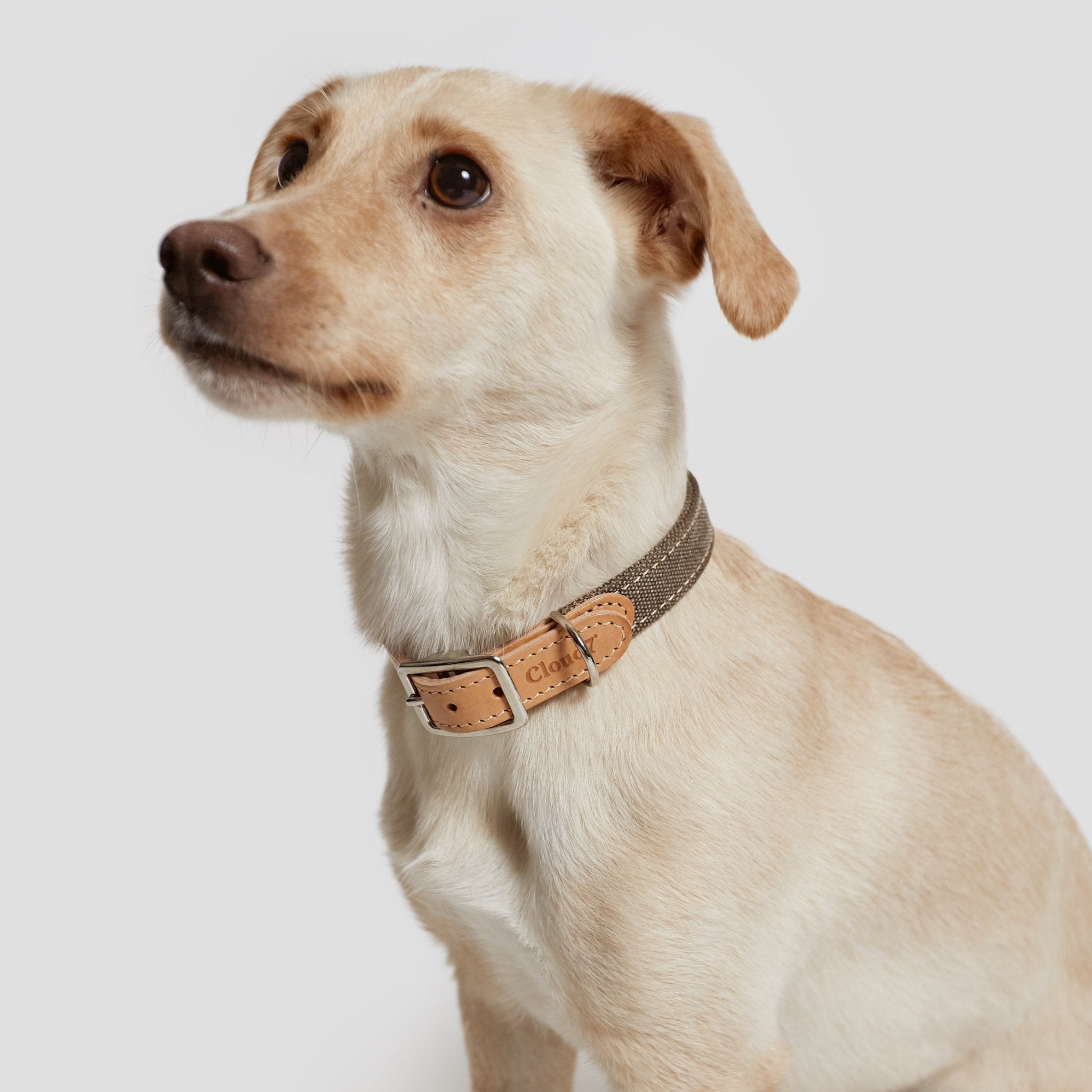 Hundehalsband Grau aus Canvas & Leder – Hundehalsband – MVM