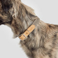 Bild in Galerie-Betrachter laden, Hundehalsband Grau aus Canvas & Leder – Hundehalsband – MVM
