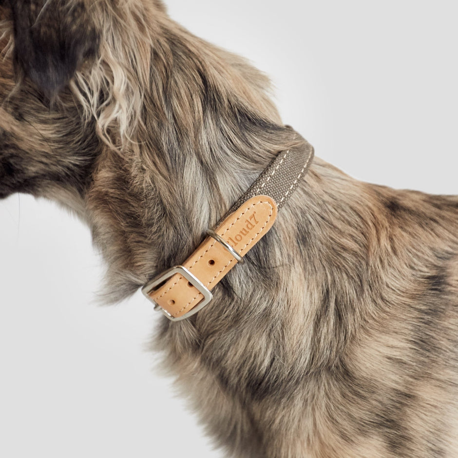 Hundehalsband Grau aus Canvas & Leder – Hundehalsband – MVM