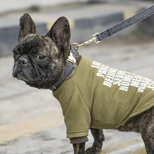 Hundehalsband mit Metallschnalle – stilvolles Halsband für mittelgroße Hunde