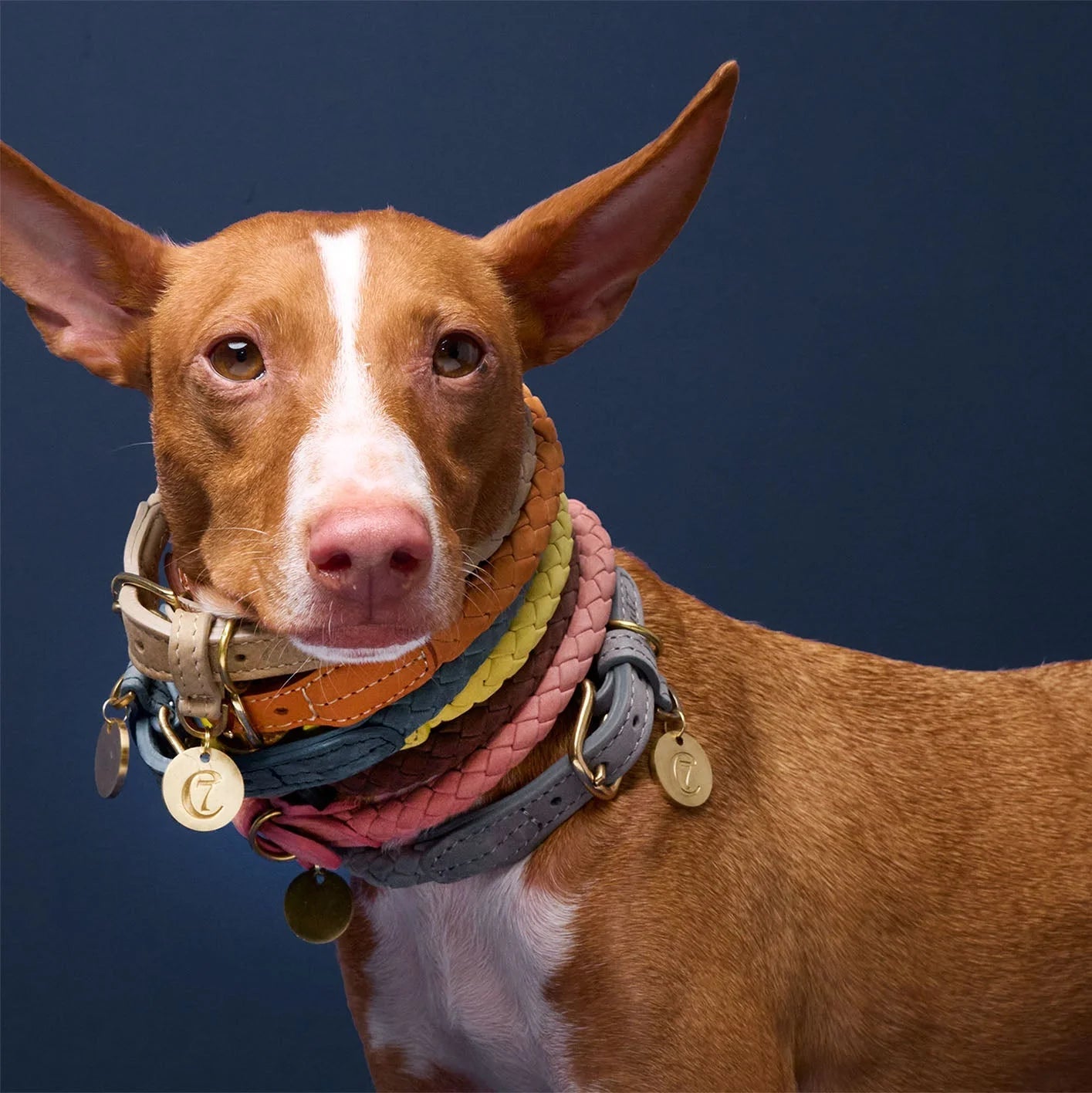 Hundehalsband Nubukleder Olivgrün – Hundehalsband – MVM