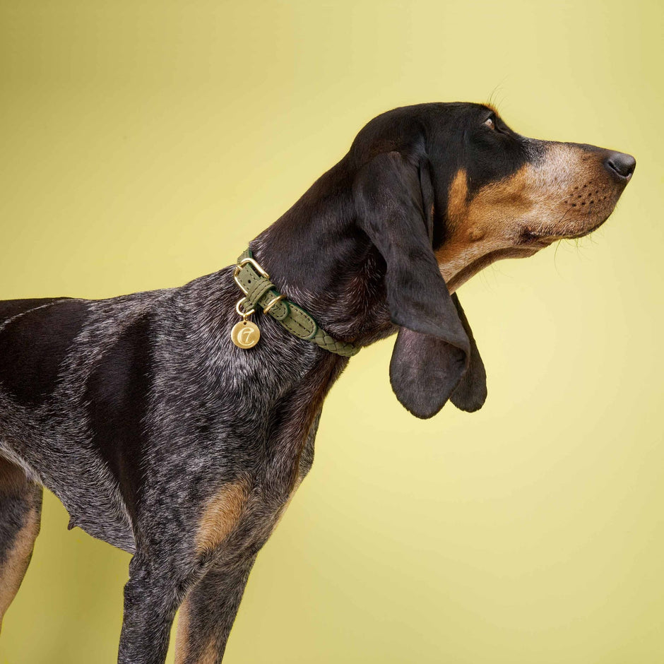 Hundehalsband Nubukleder Olivgrün – Hundehalsband – MVM