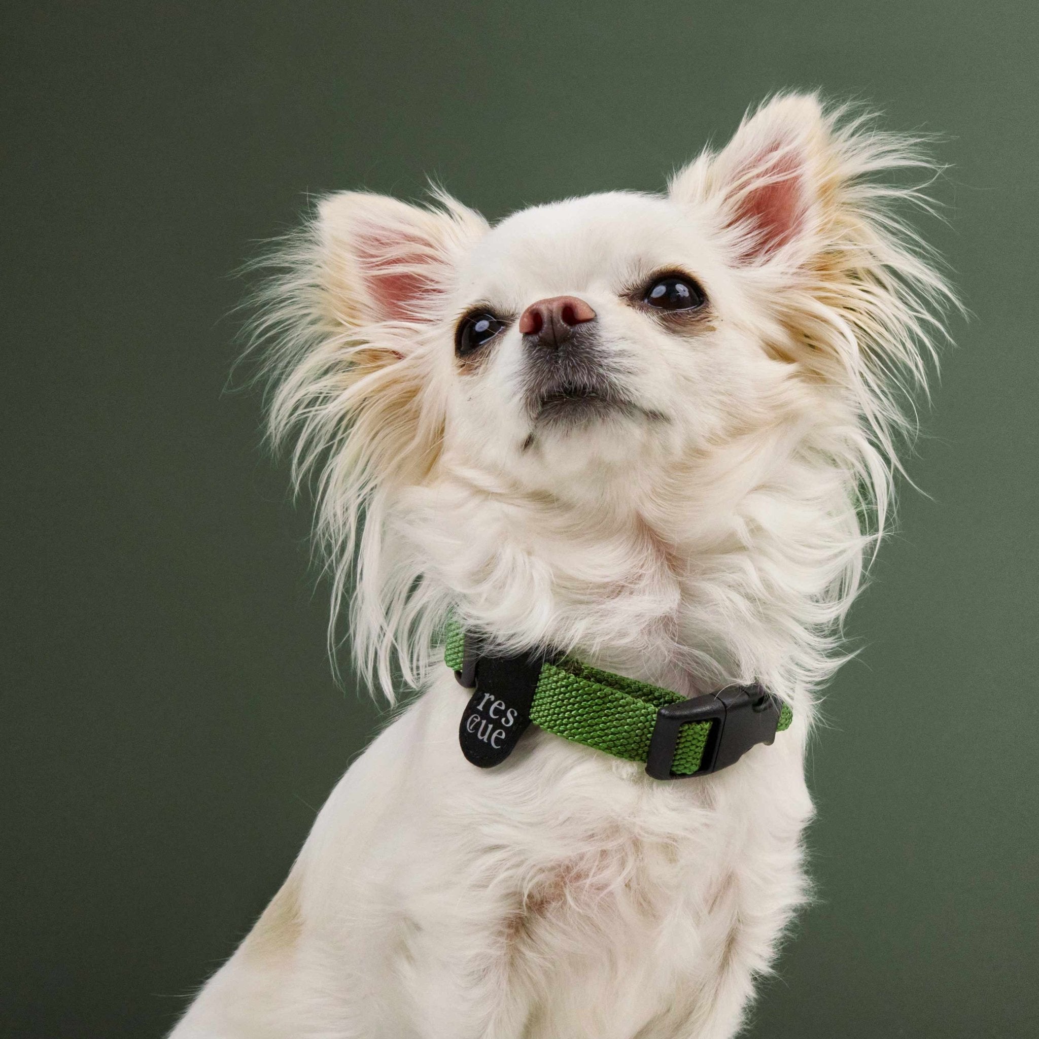 Hundehalsband Nylon Green – Hundehalsband – MVM