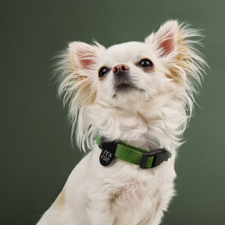 Hundehalsband Nylon Green – Hundehalsband – MVM