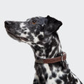 Bild in Galerie-Betrachter laden, Hundehalsband Olive – Canvas & Leder – Hundehalsband – MVM
