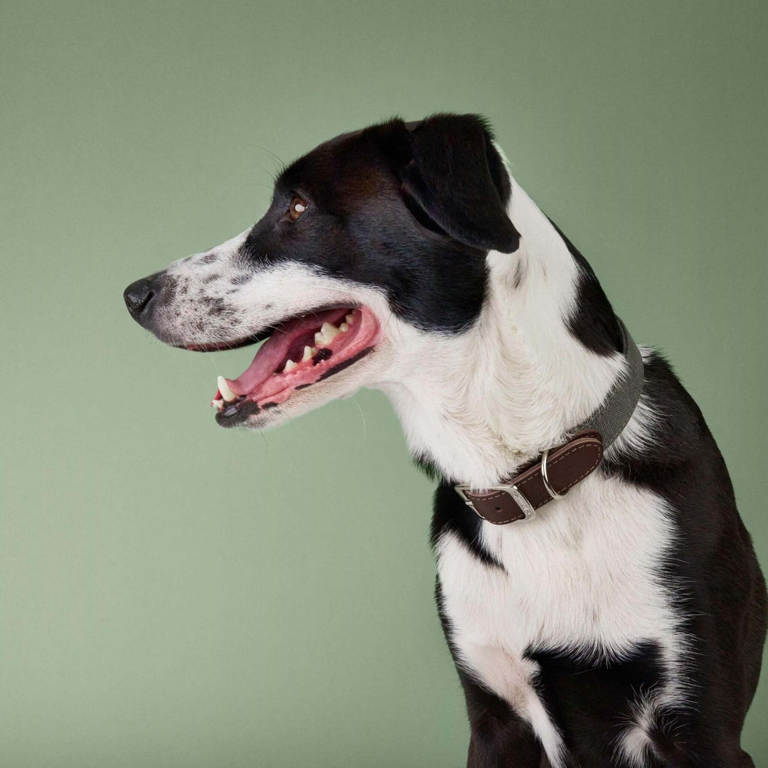 Hundehalsband Canvas & Leder Olive – Hund trägt das Halsband seitlich – MVM