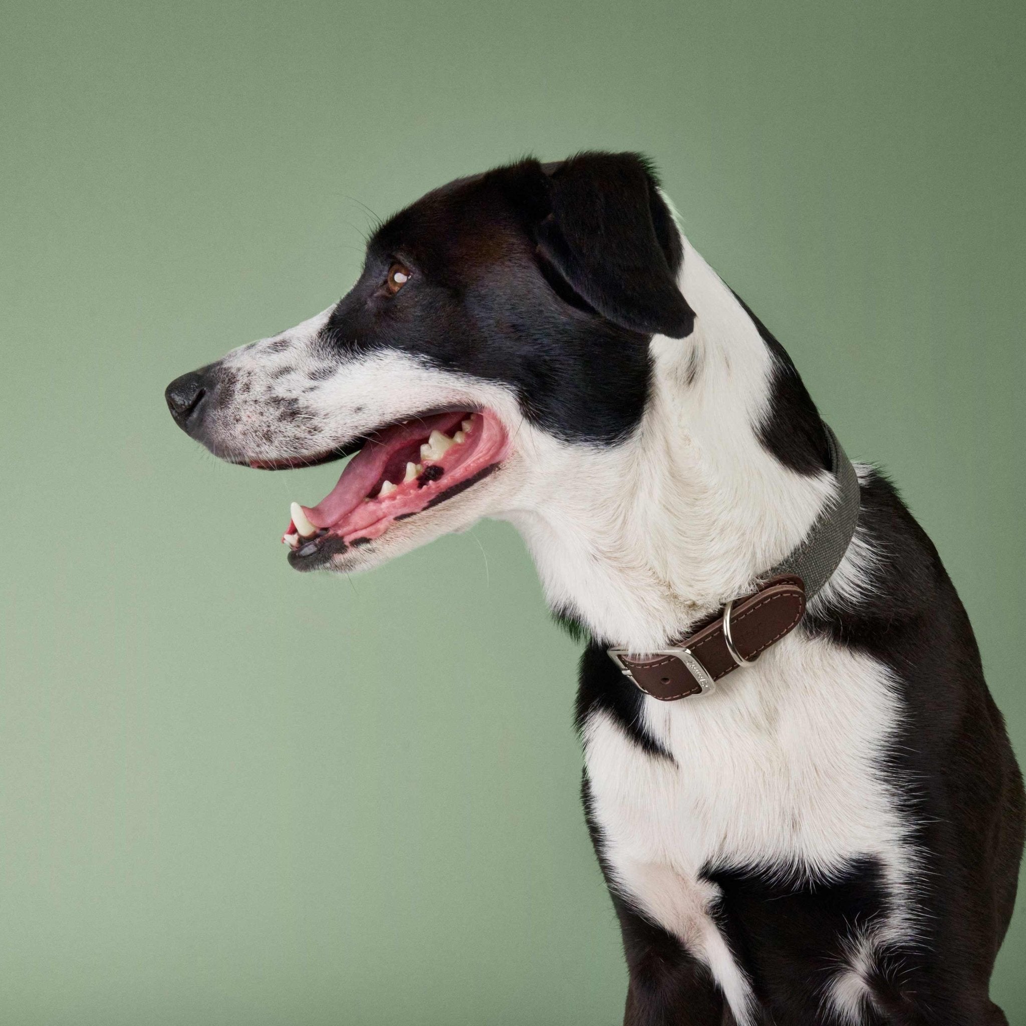 Hundehalsband Olive – Canvas & Leder – Hundehalsband – MVM