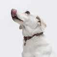 Bild in Galerie-Betrachter laden, Hundehalsband – Rundgeflochtenes Nubukleder – Hundehalsband – MVM
