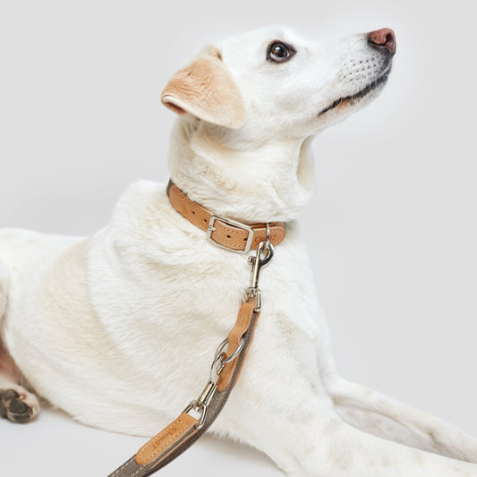 Hund an der Hundeleine 3-in-1 in Canvas & Leder Greige – Umhängeleine im Einsatz – MVM