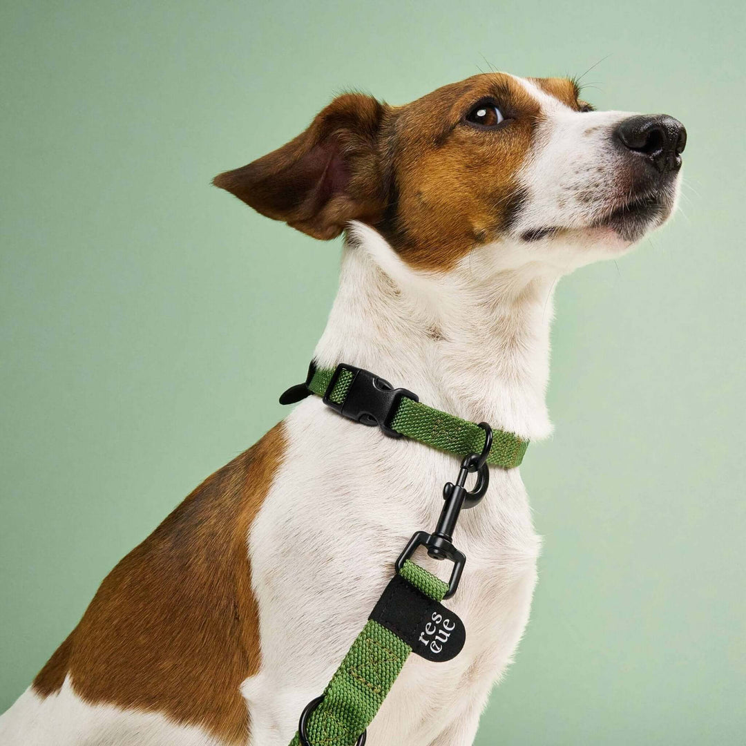 Hundeleine Nylon Green – Hund trägt verstellbare grüne Führleine im Alltag