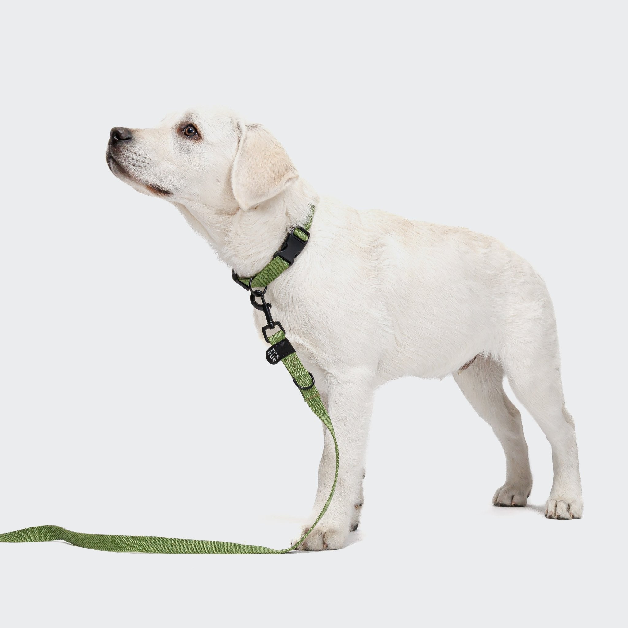 Hundeleine Nylon Green – Hundeleine – MVM